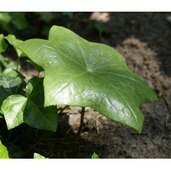 Podophyllum  pleianthum (Dysosma) Stopowiec