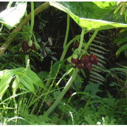 Podophyllum  pleianthum (Dysosma) Stopowiec