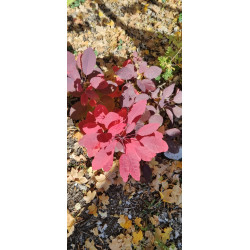 Cotinus coggygria Perukowiec podolski