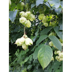 Staphylea pinnata Kłókoczka południowa