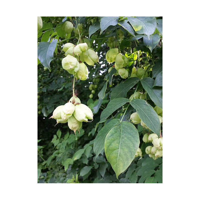 Staphylea pinnata Kłókoczka południowa