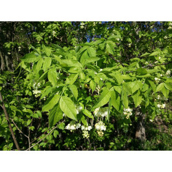 Staphylea pinnata Kłókoczka południowa