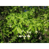 Staphylea pinnata Kłókoczka południowa