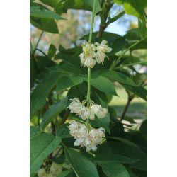 Staphylea pinnata Kłókoczka południowa