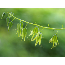 Decaisnea fargesii Palecznik chiński