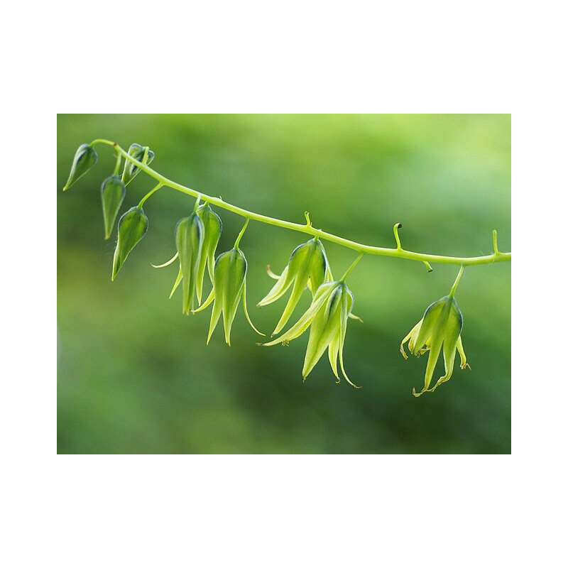 Decaisnea fargesii Palecznik chiński