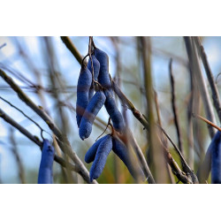 Decaisnea fargesii Palecznik chiński