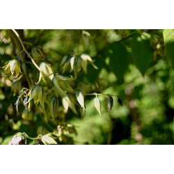 Decaisnea fargesii Palecznik chiński