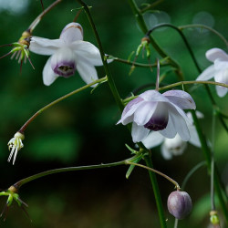 Anemonopsis macrophylla Anemonopsis
