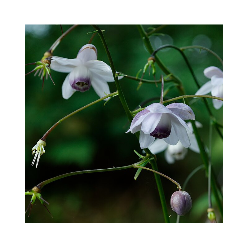 Anemonopsis macrophylla Anemonopsis