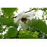 Magnilia sieboldii Magnolia Siebolda