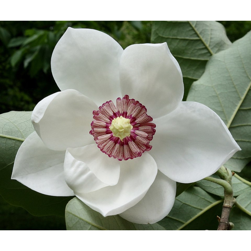 Magnilia sieboldii Magnolia Siebolda