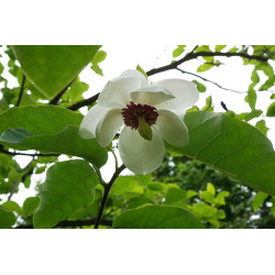 Magnilia sieboldii Magnolia Siebolda