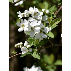 Exochorda racemosa Obiela wielkokwiatowa
