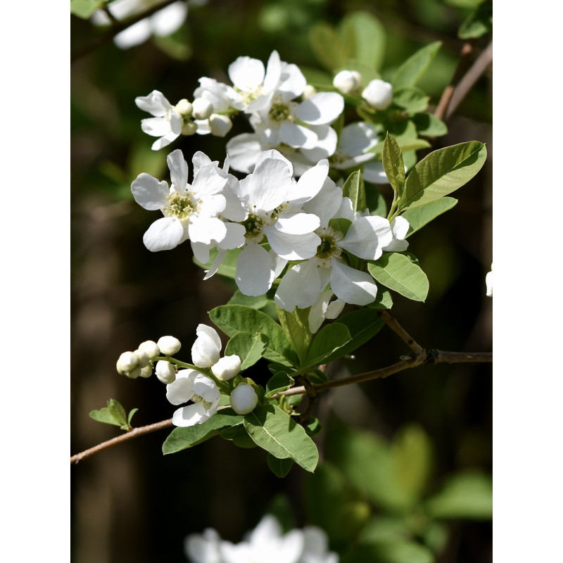 Exochorda racemosa Obiela wielkokwiatowa