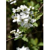 Exochorda racemosa Obiela wielkokwiatowa