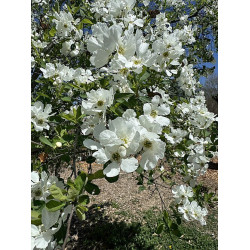 Exochorda racemosa Obiela wielkokwiatowa
