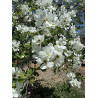 Exochorda racemosa Obiela wielkokwiatowa
