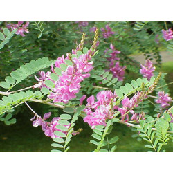 Indigofera tinctoria Indygowiec barwierski