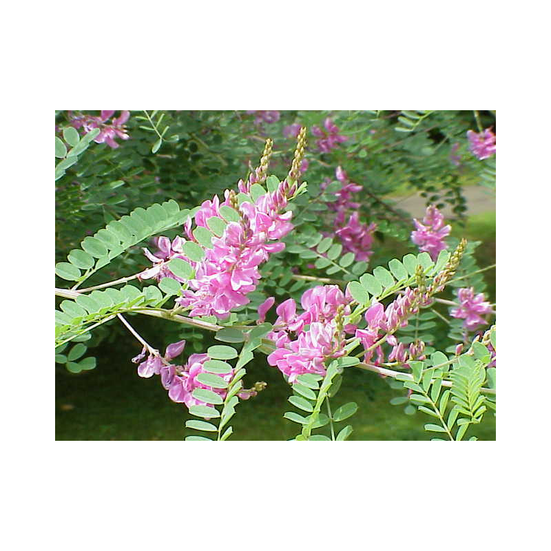 Indigofera tinctoria Indygowiec barwierski