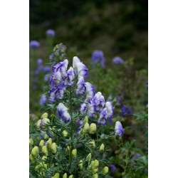 Aconitum carmichaelii - Cloudy Tojad Carmichaela