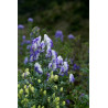 Aconitum carmichaelii - Cloudy Tojad Carmichaela