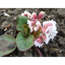 Bergenia ciliata Bergenia orzęsiona