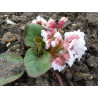 Bergenia ciliata Bergenia orzęsiona