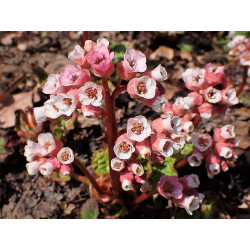 Bergenia ciliata Bergenia orzęsiona