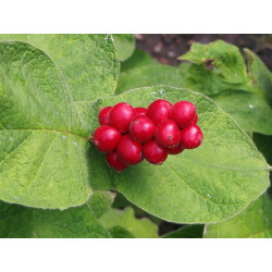 Triosteum himalayanum (erythrocarpum)