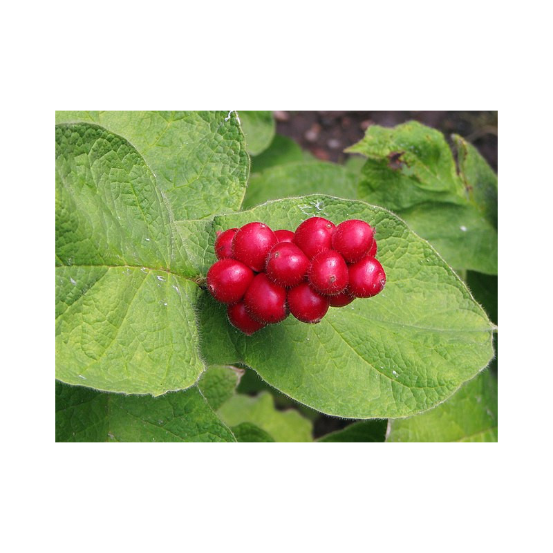 Triosteum himalayanum (erythrocarpum)