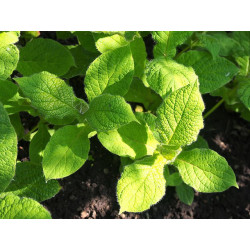 Triosteum himalayanum (erythrocarpum)