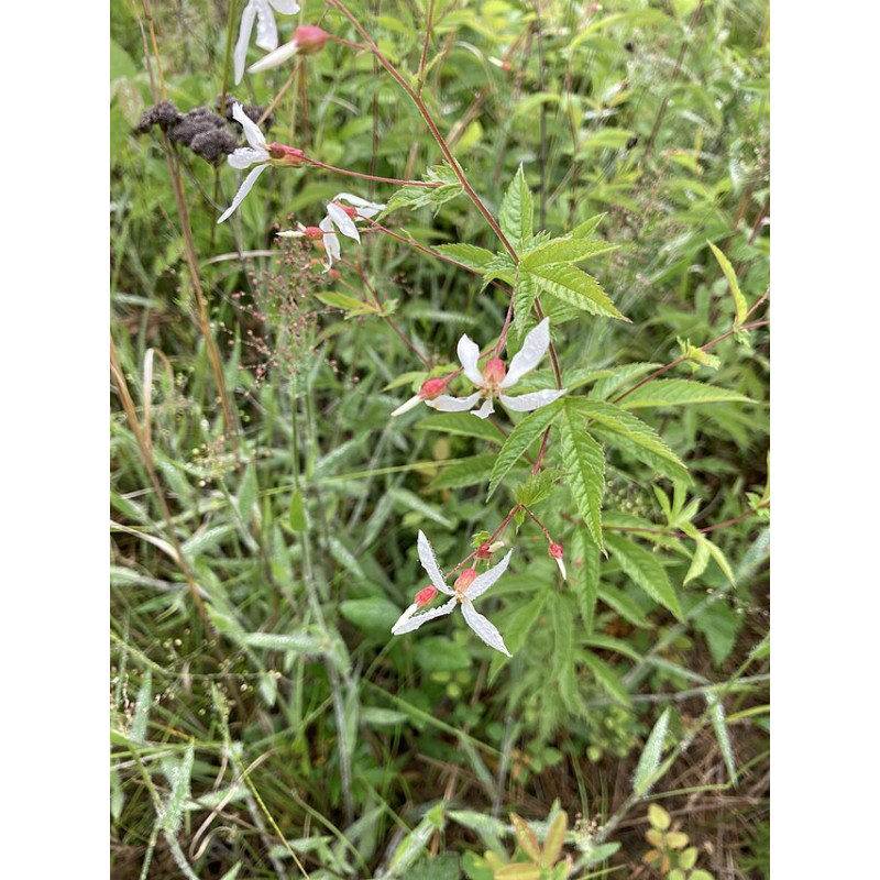 Gillenia stipulata Gilenia