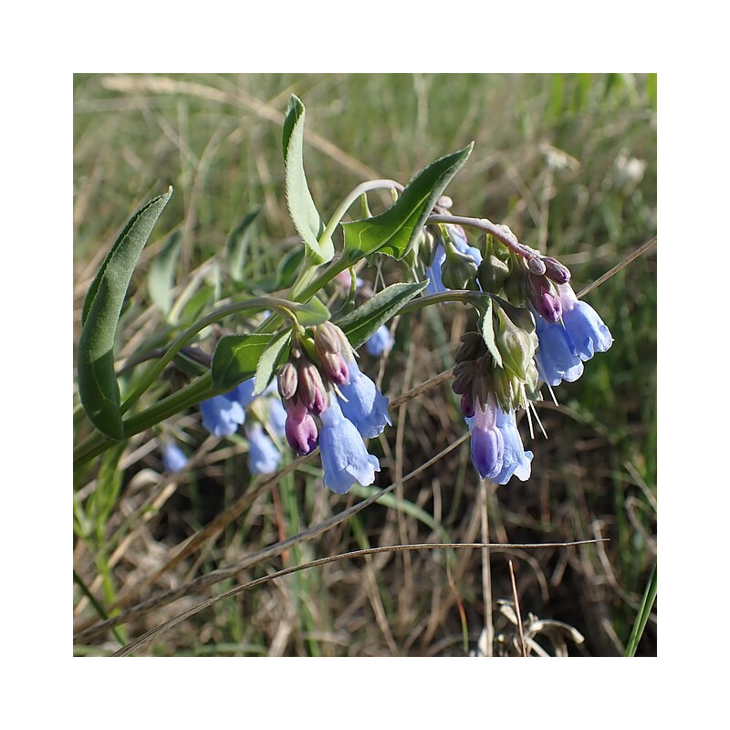 Mertensia lanceolata Mertensja