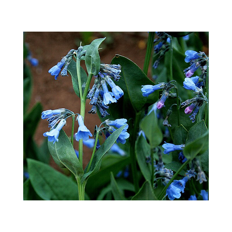 Mertensia viridis Mertensja