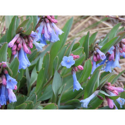 Mertensia viridis Mertensja