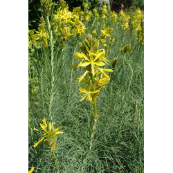 Asphodeline lutea Złotnica żółta