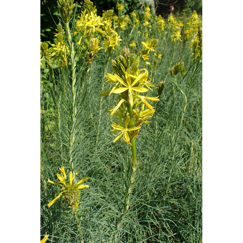 Asphodeline lutea Złotnica żółta