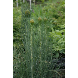 Asphodeline lutea Złotnica żółta