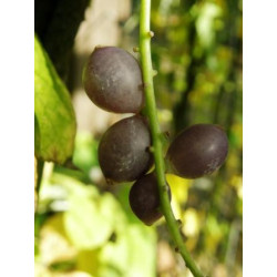 Sinofranchetia chinensis