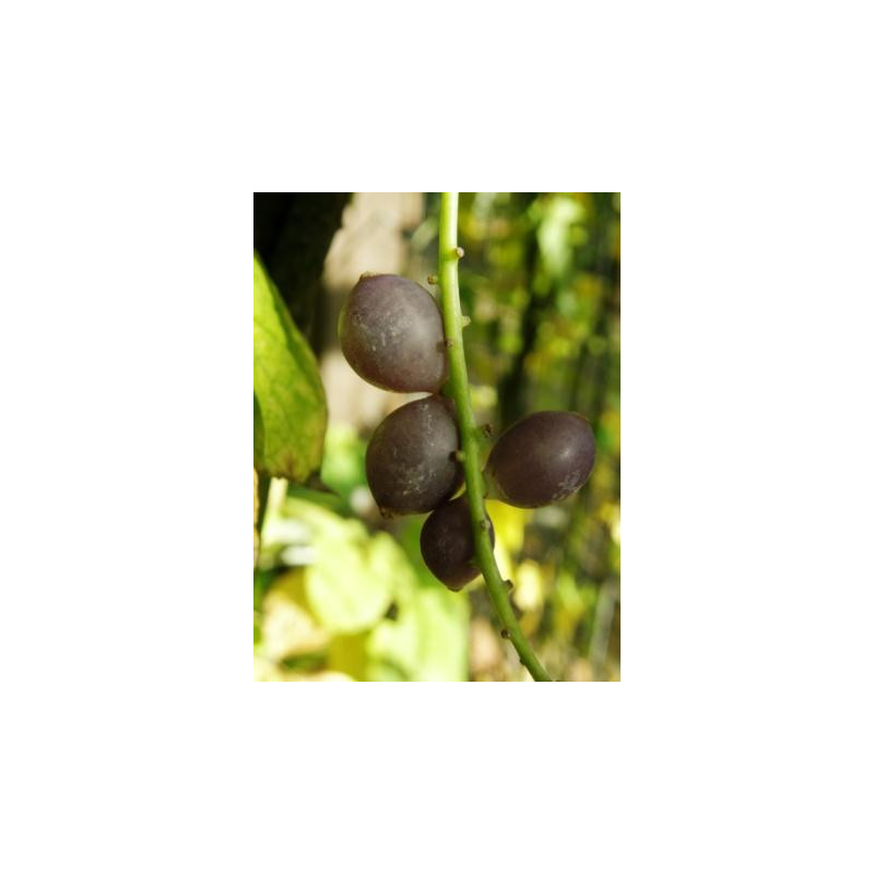 Sinofranchetia chinensis