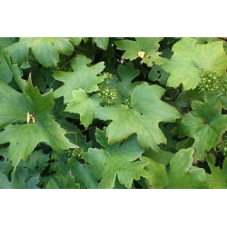 Hydrophyllum canadense Czerpatka kanadyjska