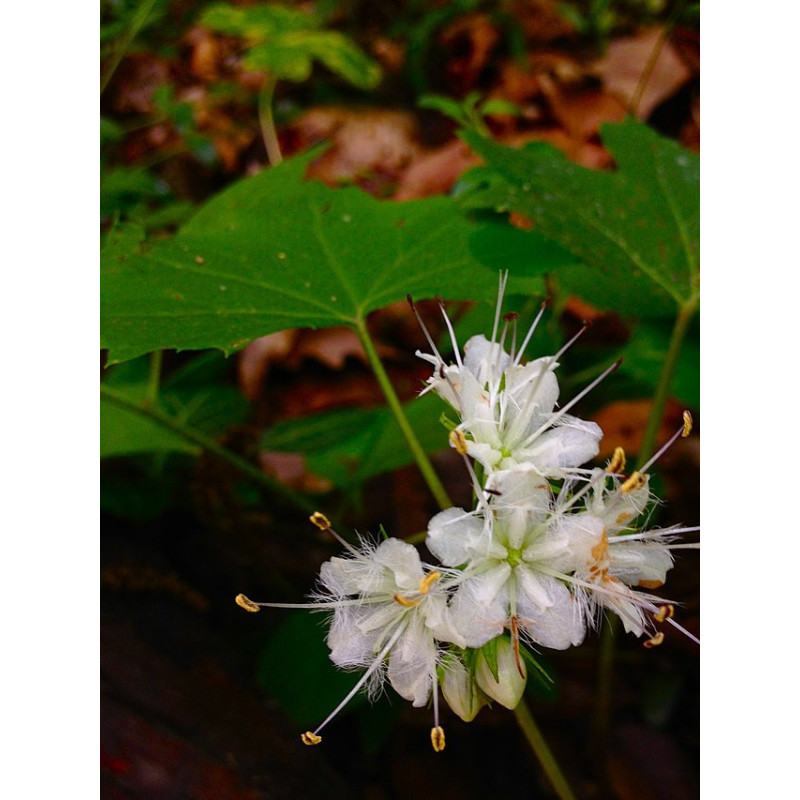 Hydrophyllum canadense Czerpatka kanadyjska