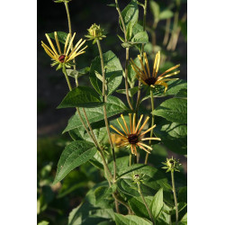 Rudbeckia subtomentosa - Henry Eilers Rudbekia
