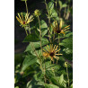 Rudbeckia subtomentosa - Henry Eilers Rudbekia