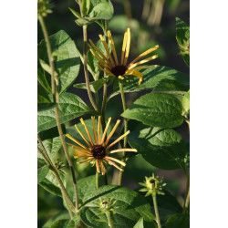 Rudbeckia subtomentosa - Henry Eilers Rudbekia