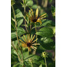 Rudbeckia subtomentosa - Henry Eilers Rudbekia