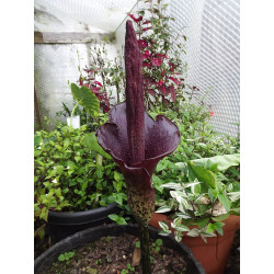 Amorphophallus konjac (rivieri) Dziwidło Riviera