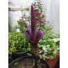 Amorphophallus konjac (rivieri) Dziwidło Riviera