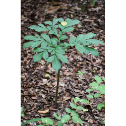 Amorphophallus konjac (rivieri) Dziwidło Riviera